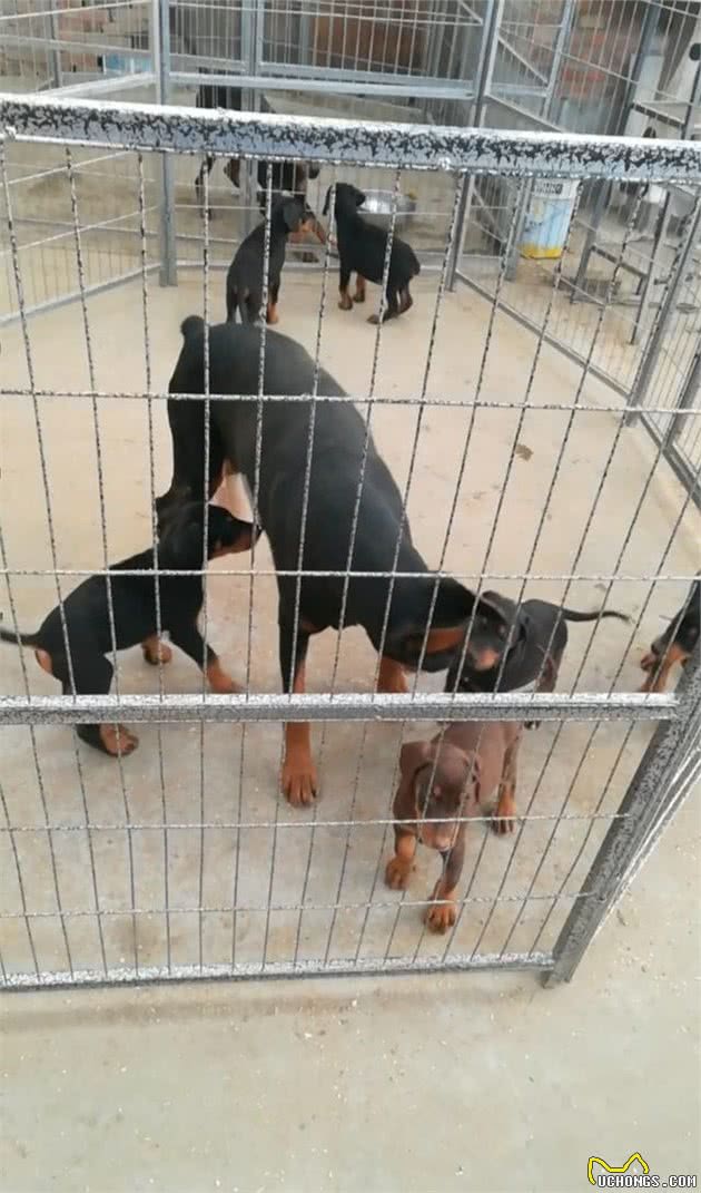 一路有你：新生幼犬及母犬的日常看护