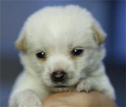 小狗能吃犬咬胶吗最好是不要吃