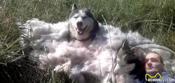 辟谣，为避暑给爱犬剪毛其实不可取，失去被毛后狗狗更容易受高温伤害