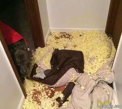 世界第一猛犬太凶残？这只比特犬有点萌，看见好吃的就变这样……