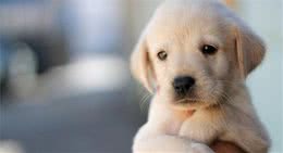 狗对人的忠诚几乎是出于天性，陪同主人不久，不过是一生而已