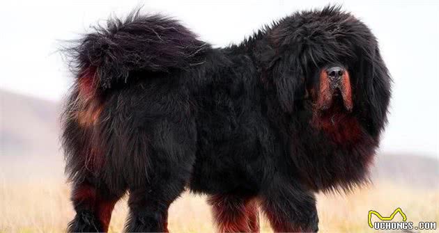 你想知道你的爱犬故乡是什么样的么？想去么？反正我想去西伯利亚