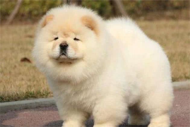 怎么挑选纯种松狮犬？挑选时要注意的几个事项