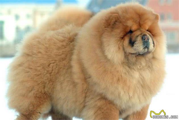 怎么挑选纯种松狮犬？挑选时要注意的几个事项