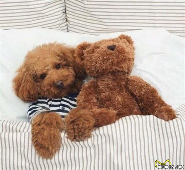 泰迪和贵宾犬究竟是什么关系？