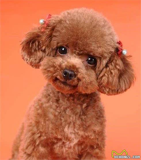 泰迪和贵宾犬究竟是什么关系？