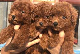 泰迪和贵宾犬究竟是什么关系？