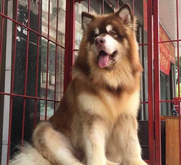 养一只大型犬或者中型犬，是一种怎样的体验？