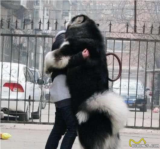 养一只大型犬或者中型犬，是一种怎样的体验？