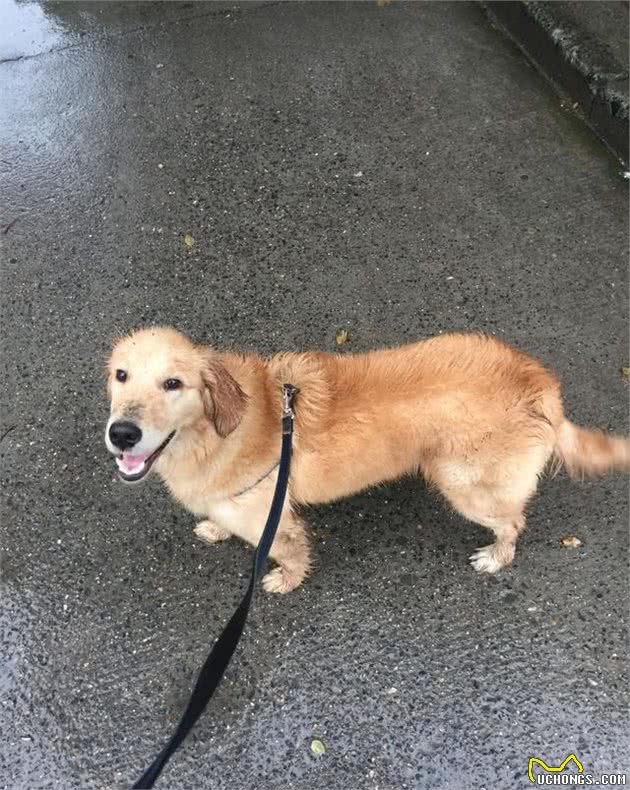 养一只大型犬或者中型犬，是一种怎样的体验？