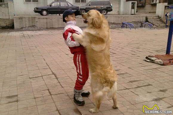 养一只大型犬或者中型犬，是一种怎样的体验？