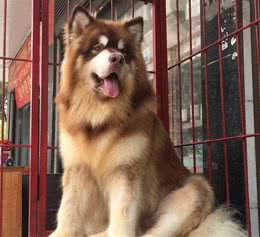 养一只大型犬或者中型犬，是一种怎样的体验？