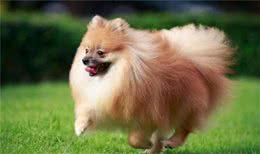 博美犬该如何饲养？