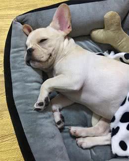 狗狗是人类最忠实的同伴，养狗狗日常需要豫备哪些用品你知道吗？