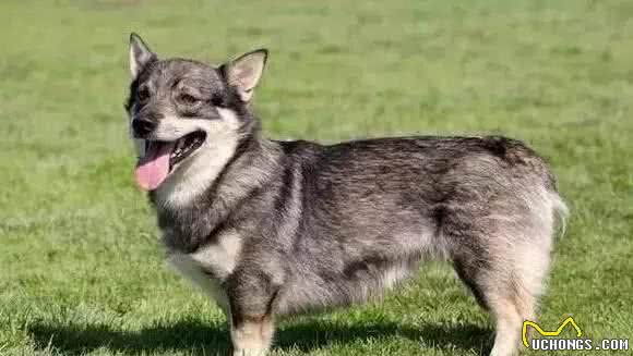 柯基犬其实有三个品种，敲黑板！这位同学，你可能要看一眼