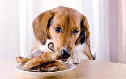 养狗狗的基本常识有哪些？