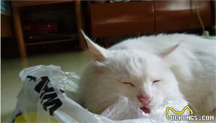 解读宠物异食症