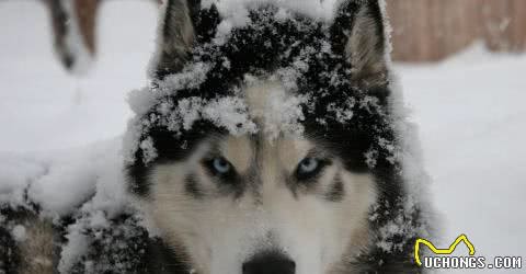阿拉斯加雪橇犬脾气怎么样？阿拉斯加雪橇犬有几种颜色，科普一下