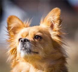 狗狗如何表达自己的小情绪呢？