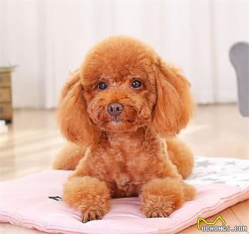 泰迪和贵宾犬之间有什么联系？贵宾和比熊犬外观、性格有什么差别