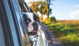 迎接假期，带狗狗出游，这5点一个也不能落下，否则手忙脚乱