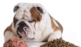 如何选择合适的犬粮