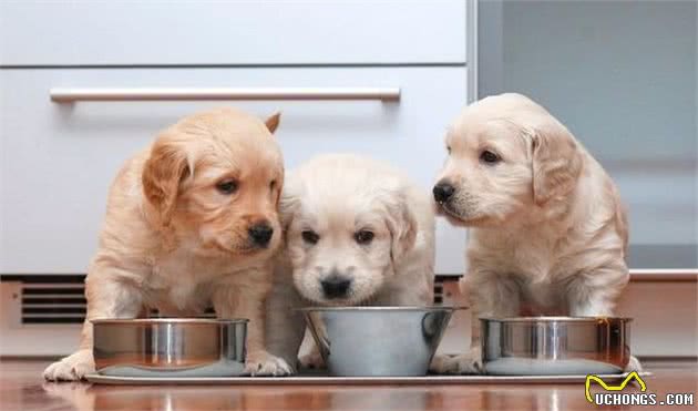 幼犬粮和成犬粮有什么区别，幼犬真的特殊到需要不同的犬粮吗？