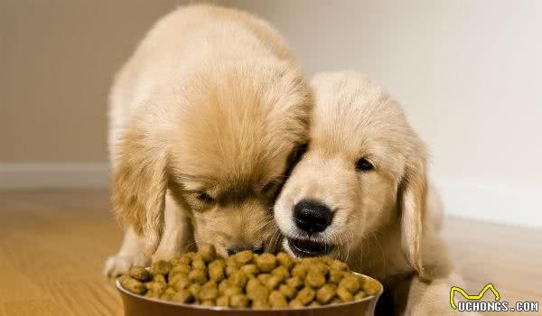 幼犬粮和成犬粮有什么区别，幼犬真的特殊到需要不同的犬粮吗？