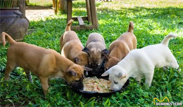 幼犬粮和成犬粮有什么区别，幼犬真的特殊到需要不同的犬粮吗？