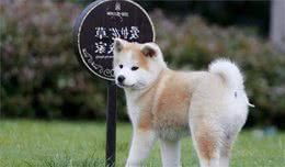 秋田犬这么贵！真有那么高的成本？