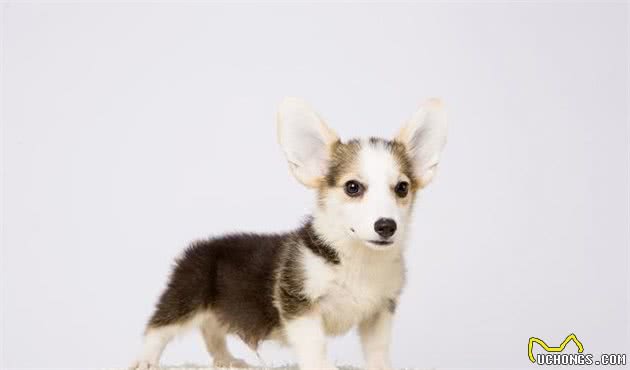辟谣：新买幼犬必须数着颗粒喂犬粮？当心致命的低血糖