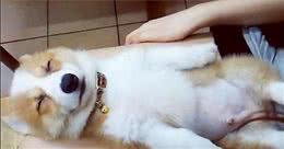狗狗睡眠质量越好，寿命越长，主人知道怎么让狗狗睡得更好吗？