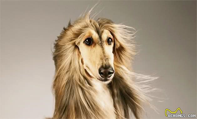 物种百科：阿富汗猎犬