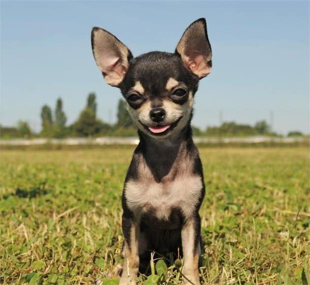 真正的茶杯犬—吉娃娃犬