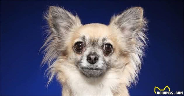 真正的茶杯犬—吉娃娃犬