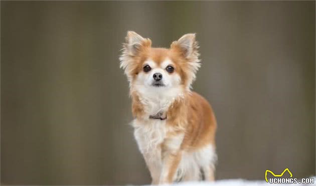 真正的茶杯犬—吉娃娃犬