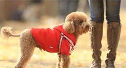 如何区分“泰迪犬”纯不纯？一般有这6个特点，你家有吗
