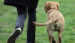 看狗狗的尾巴就能够大致了解它们的心情！