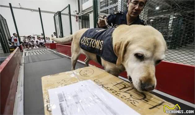 常见的工作犬有哪些?