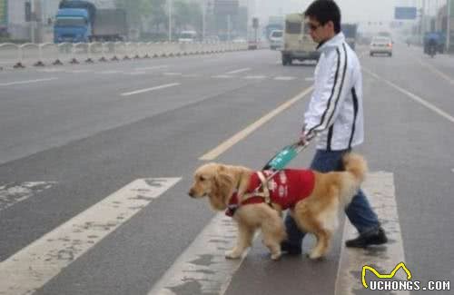 常见的工作犬有哪些?