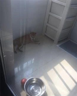 科普宠物知识：为什么要给狗狗打疫苗，不打疫苗会怎么样？