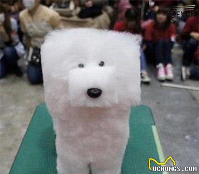 呆萌狗狗的日常生活，睡觉也要忙着工作