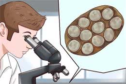 狗狗体内三种常见的寄生虫及驱虫方案，了解一下