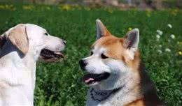 秋季到了，我们来聊聊秋田犬呀……
