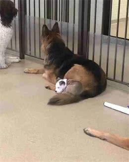 送狗狗去托儿所，结果这货睡遍了里面的每一只狗子