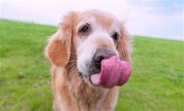 纯种金毛犬多少钱一只不同地区金毛犬价格不同