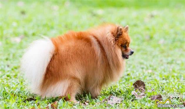 狗狗便秘怎么办？不妨试试这几招