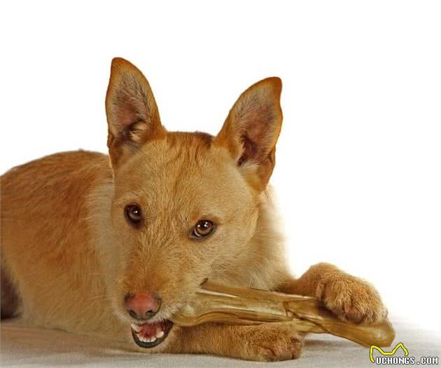 狗狗便秘怎么办？不妨试试这几招