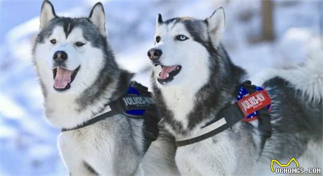 犬种百科之哈士奇