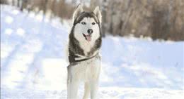 犬种百科之哈士奇